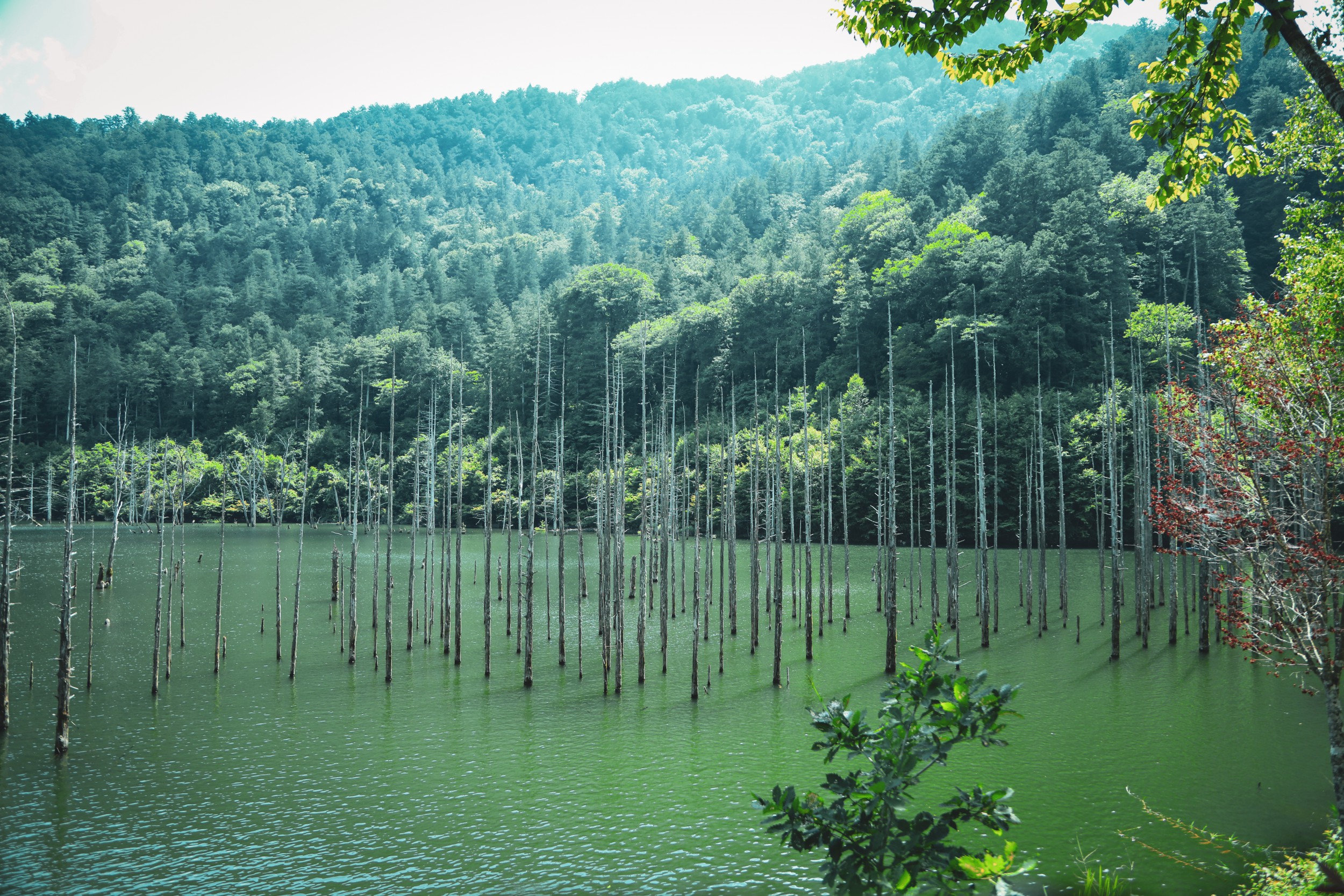 長野県王滝村の自然風景 立ち枯れの木 マルホデザイン