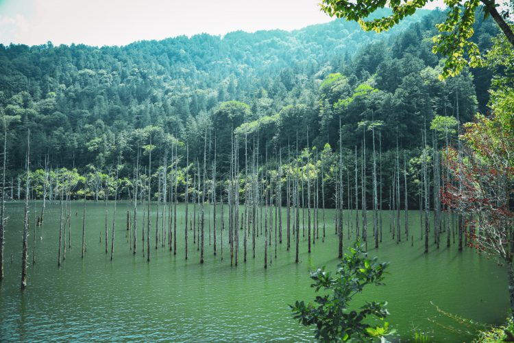 長野県王滝村の御嶽山にある自然湖の立ち枯れの木01