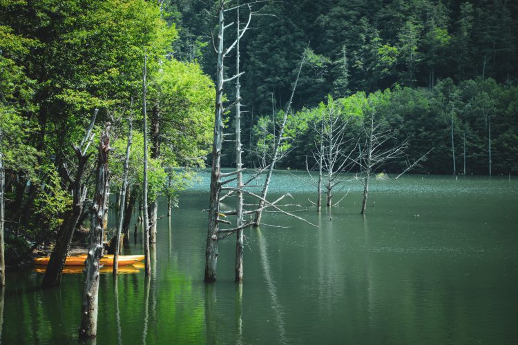 長野県王滝村の御嶽山にある自然湖の立ち枯れの木01