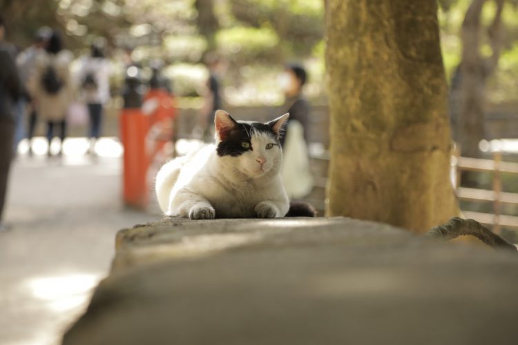 京都の伏見稲荷大社の猫2