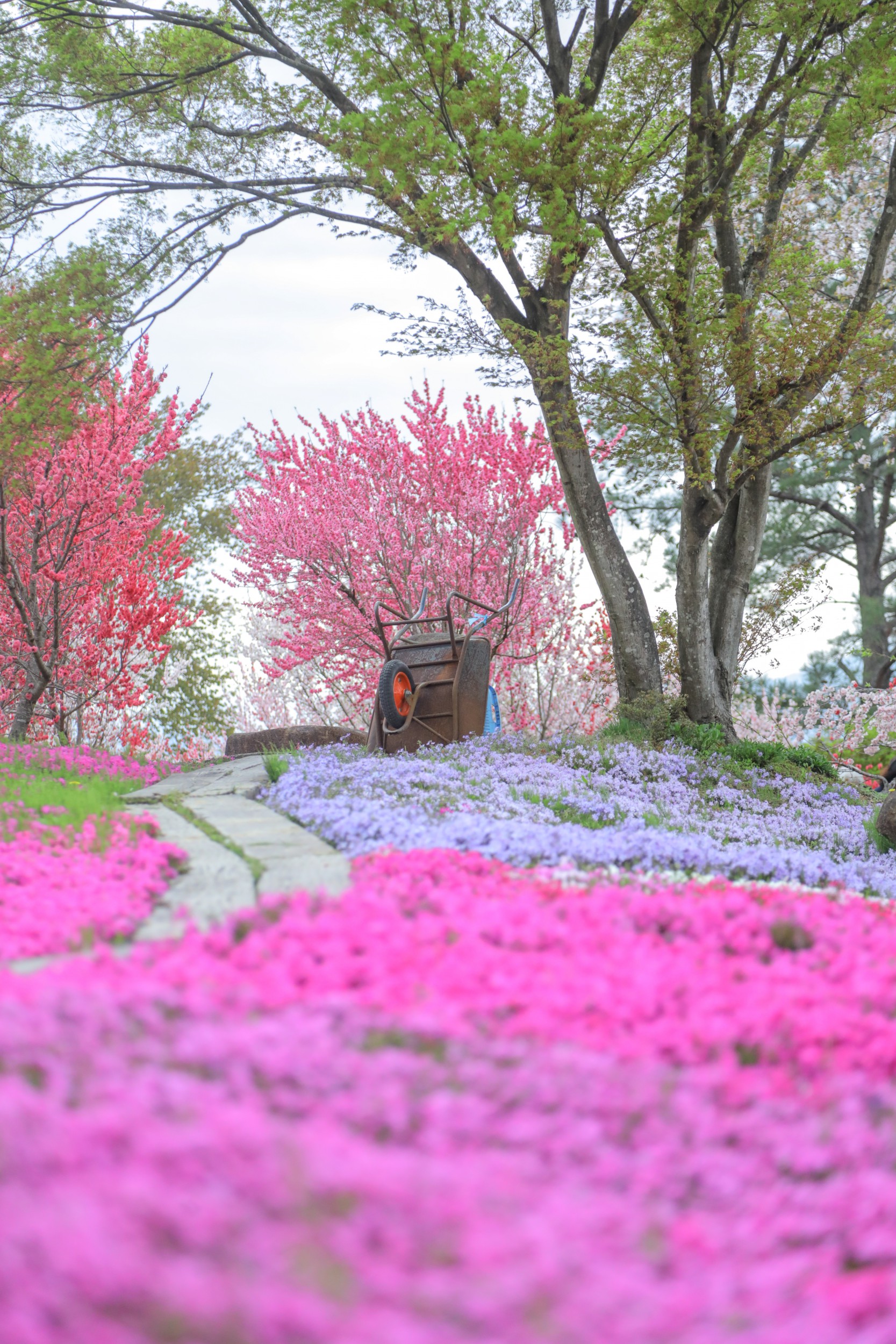 恵那峡の里 花桃 芝桜公園と美味しいランチ マルホデザイン