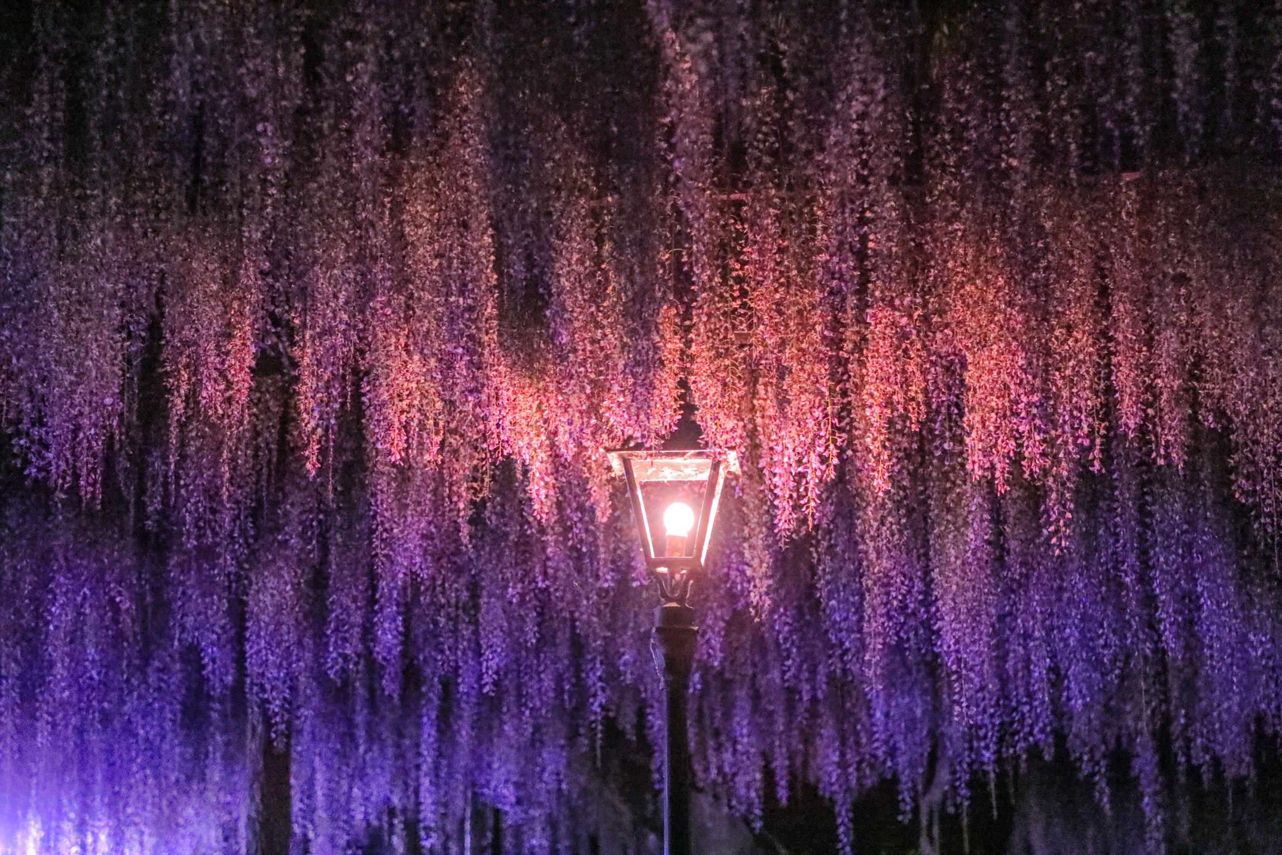 愛知県津島】天王川公園の藤のライトアップ | マルホデザイン