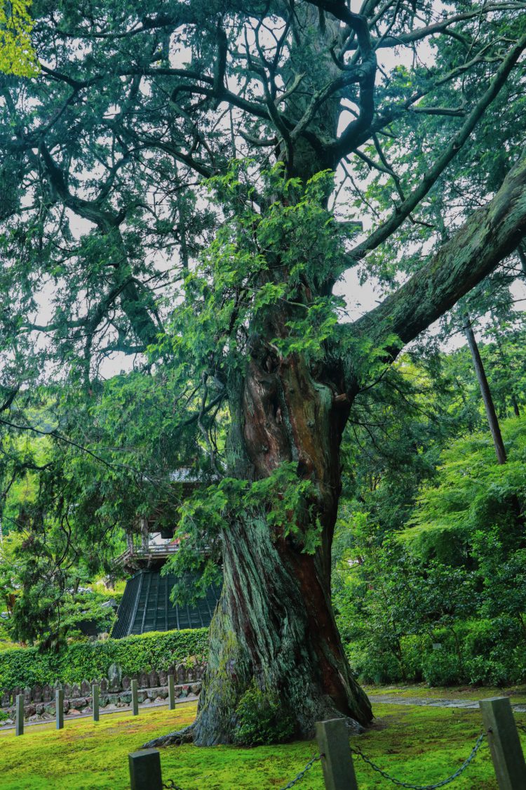 岐阜市にある大智寺の中が空洞な樹齢700年以上の大ヒノキ