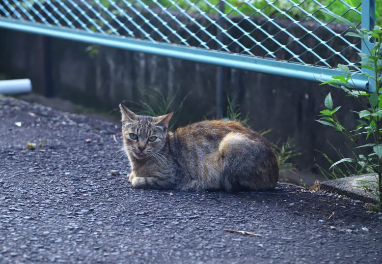鏡島城跡散策で見つけた猫
