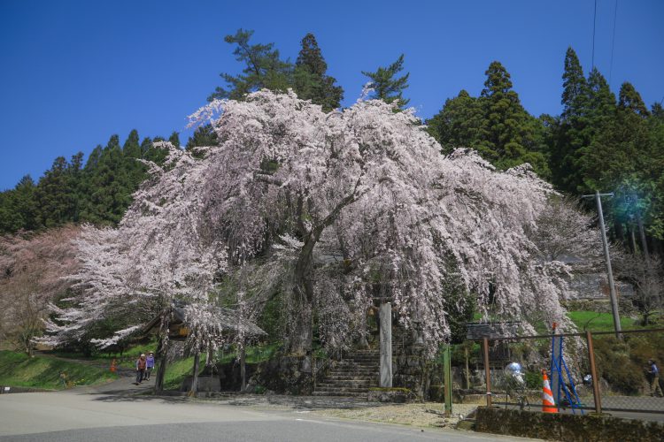 下呂市荻原町にある森山神社のしだれ桜