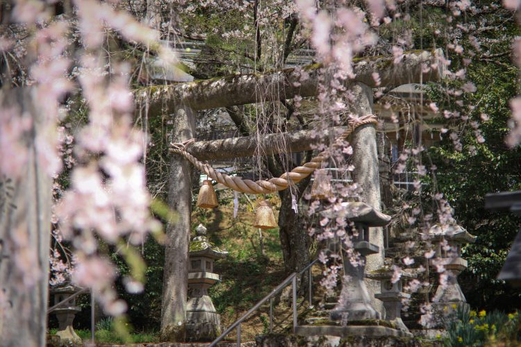 下呂市荻原町にある森山神社のしだれ桜と鳥居